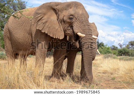 Two African Bush Elephants  in the grassland of Etosha National Park, Namibia.