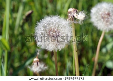                   dandelion seed balls in the meadow in springtime             