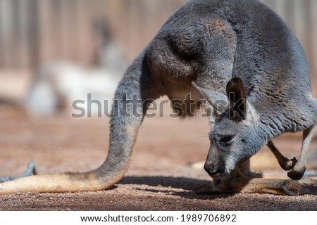 closed up kangaroo outdoor portrait 