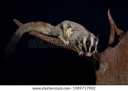 Sugar glider on a branch isolated on a black background