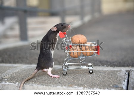 A wild red rat rolls a cart with walnuts from the supermarket. I go to the supermarket to buy