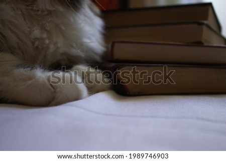 paws of a white cat on a light background and books