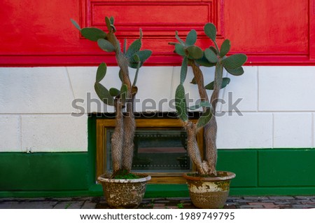 Colorful wall in red white green horizontal stripes. Wall with cacti flower in Mexican flag colors. Hungary flag painted at the wall. 