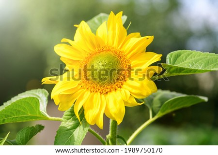 Yellow sunflower in the garden on a sunny day. Summer and autumn background