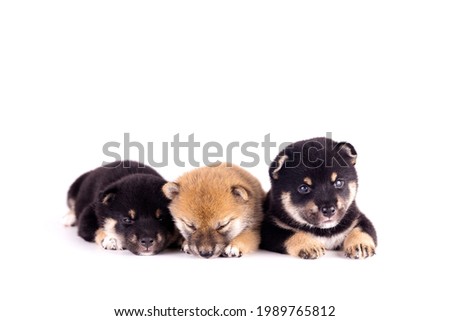 Puppy dog, Three Shiba Inu on a white background. Shiba Inu is a Japanese dog that is famous all over the world.