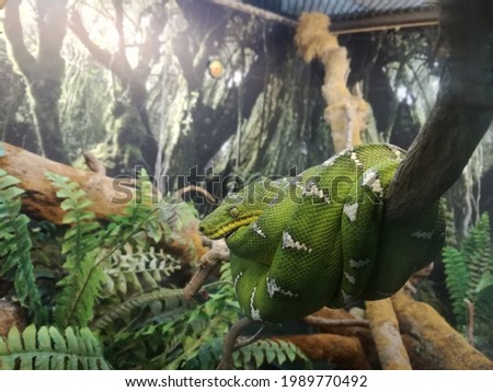 Corallus caninus, commonly called the emerald tree boa, is a non-venomous boa species found in the rainforests of South America. Since 2009 the species Corallus batesii has been distinguished from C.  Royalty-Free Stock Photo #1989770492