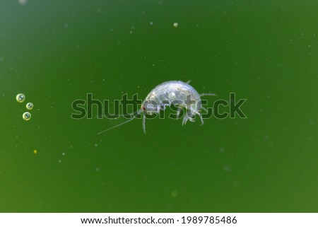 Amphipod crustacean Gammaridae Gammarus in close-up in algae-rich water Royalty-Free Stock Photo #1989785486