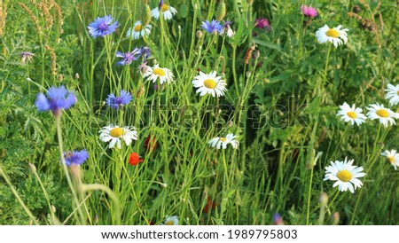 Different wild flowers in field 