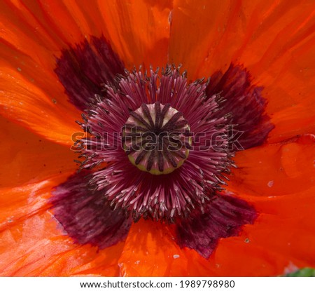 Full frame image of central part of vibrant red poppy
