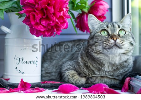 Cute tabby cat with green eyes with a bouquet of peonies. Cozy morning at home. The cause of human allergy during flowering, to animal hair