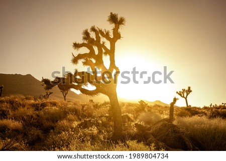 Desert field with Joshua tree at sunset with hilly landscape