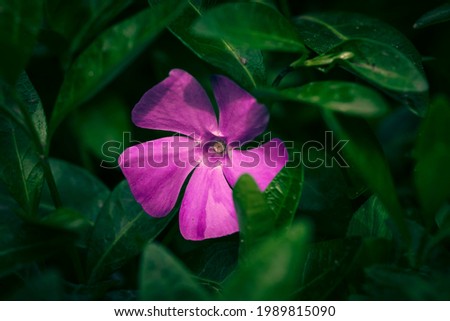 Beautiful nature view of green leaf on blurred greenery background in garden and sunlight with copy space using as background natural green plants landscape, ecology, fresh wallpaper concept