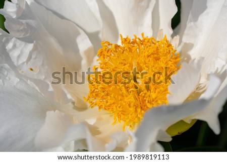 Beautiful flower plant picture blooming peony close-up macro photography