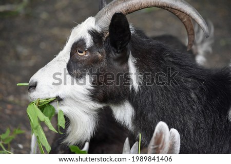 goat chews a green leaf on the street