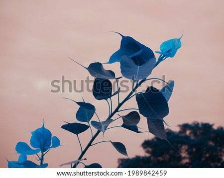 Turquoise Color leaves with light color sky framework