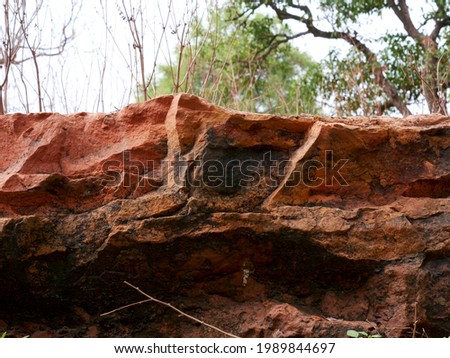 Stone presented around forest field behind tree on blur background