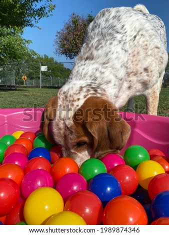 Colorful scene as the coonhound dog is engaged in scent work activity foraging through the colorful pit balls in the pink pool with morning sun shining on white and brown fur, canine enrichment 
