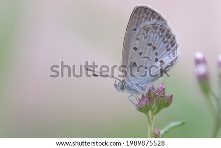 close up macro of pale grass blue butterfly on pink flower