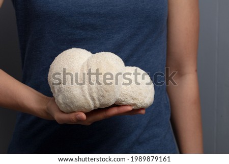 Giant Lion's Mane Mushroom being held by Hands Royalty-Free Stock Photo #1989879161