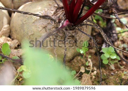 close up of a red beet ready for picking