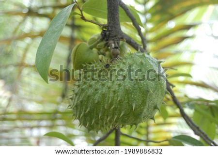 organic soursop fruit, grown in southern Mexico