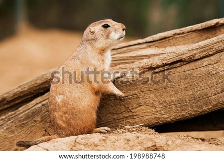 Black-Tailed Prairie Dog (Cynomys Ludovicianus) watching over piece of wood with blurred background. Royalty-Free Stock Photo #198988748