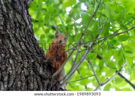 forest squirrel sits on tree branch 