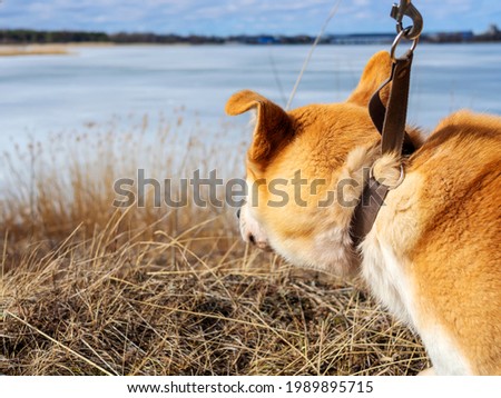 Beautiful ginger dog, close-up portrait of red male walking in a forest. Winter time. . Copy space