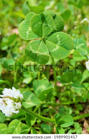 Up of white clover flowers and rare five-leaf clover in outdoor