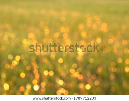 Bokeh background. Ripe wheat field in summer. Yellow gold and light green shades.