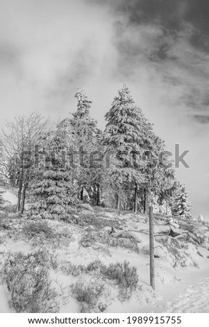 Black and white picture of snowed in icy fir trees and landscape at Brocken mountain in Harz mountains Wernigerode Saxony-Anhalt Germany