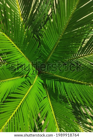 Sago Palm fresh leaves beautiful plant