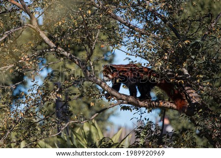 A red panda walking on the tree.