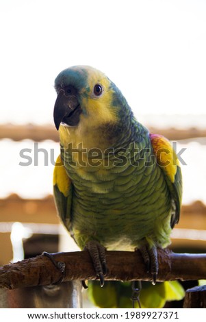 
photography green bird parrot up close