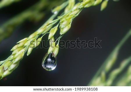 water droplets on wild green foliage
