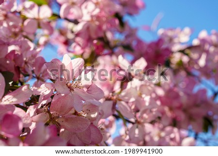 Soft focus Close-Up of bouquet of pink apple blossom on tree on sunset copy space. Green Summer Grass Meadow With Bright Sunlight. Sunny Spring Background. nature, ecology, farming, wildlife concept