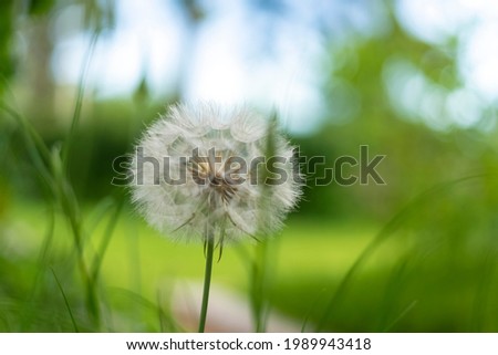 Fluffy dandelion flower on blurred background