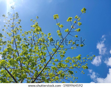 Photo of trees and leaves against a sky and cloud background. kapok tree(Ceiba pentandra), acer pseudoplatanus cappadocicum platanoides truncatum, shantung maple, sweet gum, autumn leaf