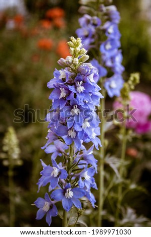 Blue flowers in the shape of bells on a stem close-up, vintage photo