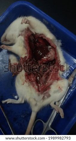 pictures of the intestines and other internal organs in rats whose stomachs were dissected