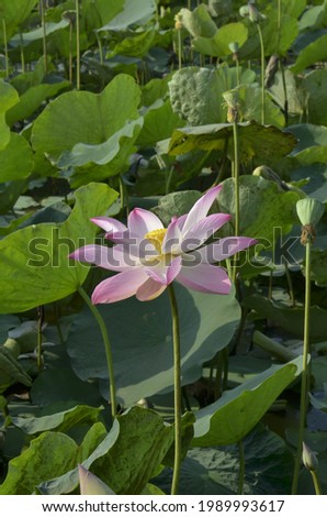 Content: The author hopes the photos can describe the beauty of lotus flowers.
