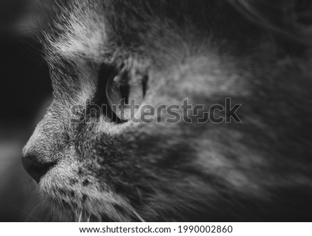 Close up black and white portrait of the intelligent and exceptionally playful Siberian cat. Domestic animal. Profile pic of the adorable pet looking on side with large round eyes and cute small nose.