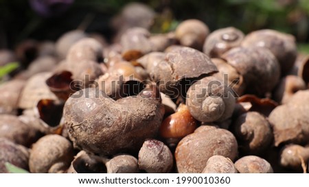 Groups of snails that die of heat by sunlight
