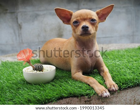 Brown Chihuahua with Orange Cactus flower.