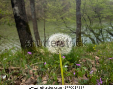 Fluffy blooming single dandelion in the forest near the lake. Cover photo for articles.