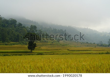Paddy field with tree and monsoon cloud in the distance. Monsoon is the cultivation season in Nepal, India and South East Asian countries.