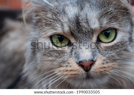 Close-up portrait of the intelligent and exceptionally playful Siberian cat. Domestic animal. Profile pic of the adorable pet with large round eyes and cute small nose. Selective focus.