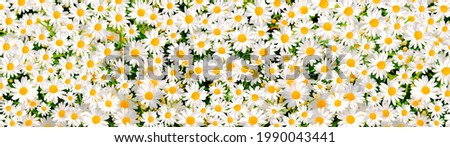 Wild daisy flowers growing on meadow, white chamomiles on green grass background. Oxeye daisy, Leucanthemum vulgare, Daisies, Dox-eye, Common daisy, Dog daisy, Gardening concept. Royalty-Free Stock Photo #1990043441