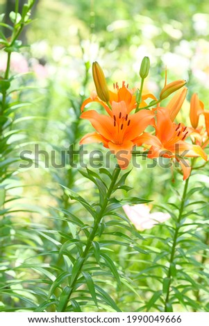 orange lily in full blooming