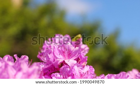 Macro photography of Rhododendron poukhanense flowers (Lat. Rhododendron poukhanense Levl.) on a natural blurred green-blue background,  large format for the banner